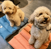 犬用 ロールアップマット Leo & Luna トワルドジュイコレクション｜犬用マット｜スクリーンショット 2024 - 11 - 22 20.44.47.png__PID:7af9b43c - 2c38 - 4816 - 99b8 - 609022f277f0