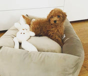 犬猫用ベッド Leo & Luna ベルベットコレクション - 撥水性と通気性抜群のおしゃれベッド｜犬猫用ベッド｜犬猫用ベッド Leo & Luna ベルベットコレクション - 撥水性と通気性抜群のおしゃれベッド｜犬猫用ベッド