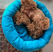 犬猫用ベッド Leo & Luna【限定品】フィオレコレクション｜犬猫用ベッド｜犬猫用ベッド Leo & Luna【限定品】フィオレコレクション - 自然界の色彩にインスパイアされた洗練デザイン、イタリアでも高評価｜犬猫用ベッド