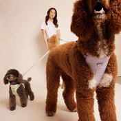 maxbone 犬用 イージーフィットハーネス｜ペット用首輪・ハーネス｜maxbone 犬用 イージーフィットハーネス｜ペット用首輪・ハーネス