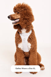 maxbone 犬用 イージーフィットハーネス｜ペット用首輪・ハーネス｜maxbone 犬用 イージーフィットハーネス｜ペット用首輪・ハーネス