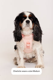 maxbone 犬用 イージーフィットハーネス｜ペット用首輪・ハーネス｜maxbone 犬用 イージーフィットハーネス｜ペット用首輪・ハーネス
