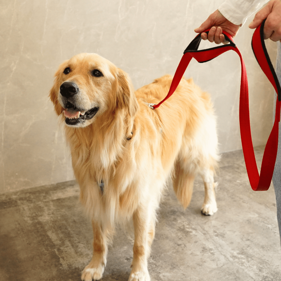 犬リード PERROS - 多用途リーシュ｜ペット用リード｜犬リード PERROS - 多用途リーシュ | 長さ1.2M, 1.4M, 3Mの選べるリード