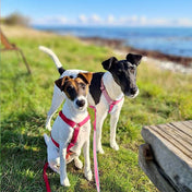 犬用ハーネス PERROS ペルロス 2024年数量限定さくらカラー｜ペット用首輪・ハーネス｜犬用ハーネス Perros ペルロス 2024年数量限定さくらカラー