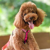 犬用ハーネス PERROS ペルロス 2024年数量限定さくらカラー｜ペット用首輪・ハーネス｜犬用ハーネス Perros ペルロス 2024年数量限定さくらカラー