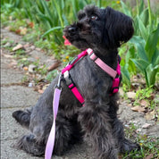 犬用ハーネス PERROS ペルロス 2026年数量限定さくらカラー｜ペット用首輪・ハーネス｜犬用ハーネス PERROS ペルロス 2026年数量限定さくらカラー