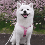 犬用ハーネス PERROS ペルロス 2026年数量限定さくらカラー｜ペット用首輪・ハーネス｜犬用ハーネス PERROS ペルロス 2026年数量限定さくらカラー