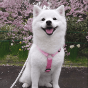 犬用ハーネス PERROS ペルロス 2026年数量限定さくらカラー｜ペット用首輪・ハーネス｜犬用ハーネス PERROS ペルロス 2026年数量限定さくらカラー