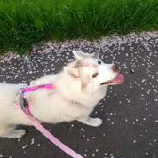 犬用ハーネス PERROS ペルロス 2026年数量限定さくらカラー｜ペット用首輪・ハーネス｜犬用ハーネス PERROS ペルロス 2026年数量限定さくらカラー