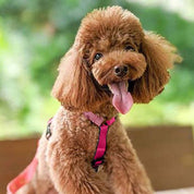 犬用ハーネス PERROS ペルロス 2026年数量限定さくらカラー｜ペット用首輪・ハーネス｜犬用ハーネス PERROS ペルロス 2026年数量限定さくらカラー