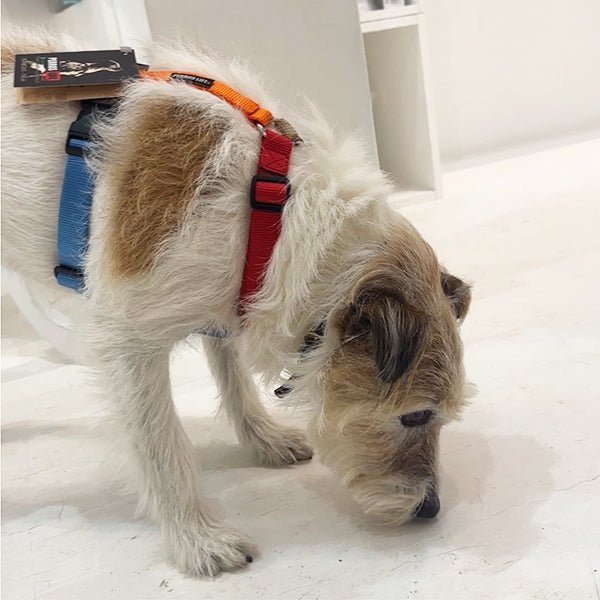 犬用ハーネス PERROS - マルチカラー8サイズ｜ペット用首輪・ハーネス｜犬用ハーネス PERROS - 獣医師推奨 犬の体に負担が少ない｜ペット用ハーネス