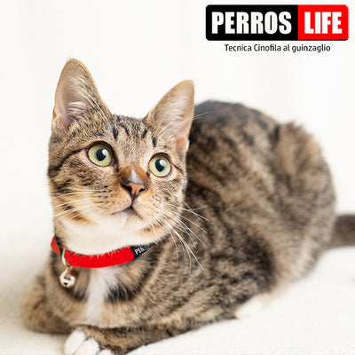 猫用首輪 Perros ペルロス