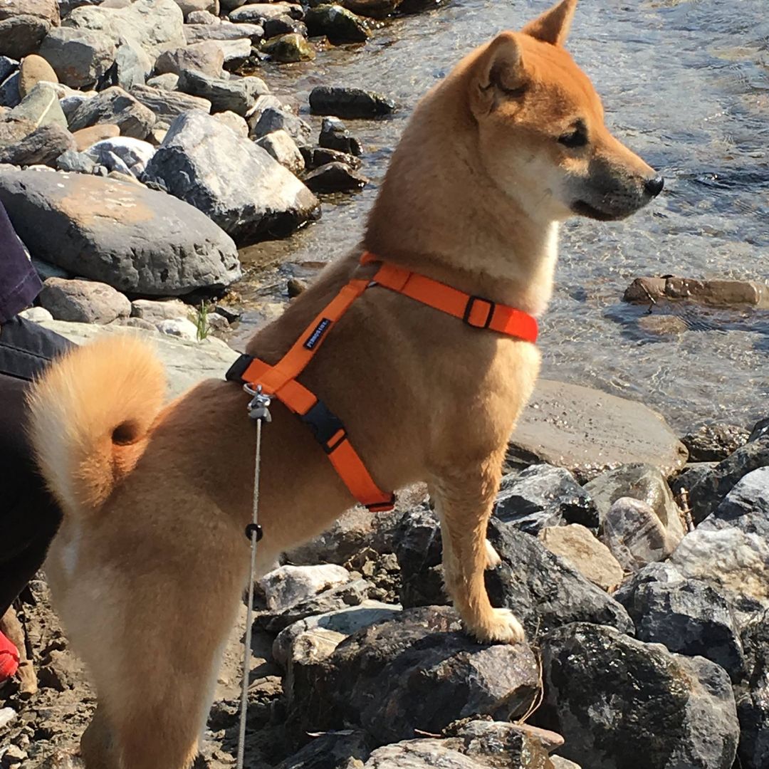 犬用ハーネス ペルロス 2024年数量限定さくらカラーXS(PA10/L) Amazon | ペルロス 犬用ハーネス 獣医師推奨 気管保護 抜け