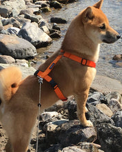 犬用ハーネス PERROS - 獣医師推奨ペルロスハーネス｜ペット用首輪・ハーネス｜犬ハーネス　動きも楽