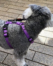 犬用ハーネス PERROS - 獣医師推奨ペルロスハーネス｜ペット用首輪・ハーネス｜犬ハーネス　バイオレットカラー