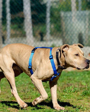 犬用ハーネス PERROS - 獣医師推奨ハーネス 犬の体に負担が少ない｜ペット用首輪・ハーネス　大型犬
