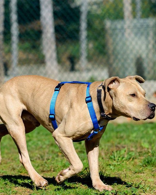 犬用ハーネス PERROS - 獣医師推奨ハーネス 犬の体に負担が少ない｜ペット用首輪・ハーネス　大型犬