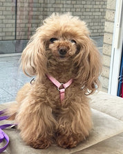 犬用ハーネス PERROS - 獣医師推奨ペルロスハーネス｜ペット用首輪・ハーネス｜犬ハーネス　タイニープードル