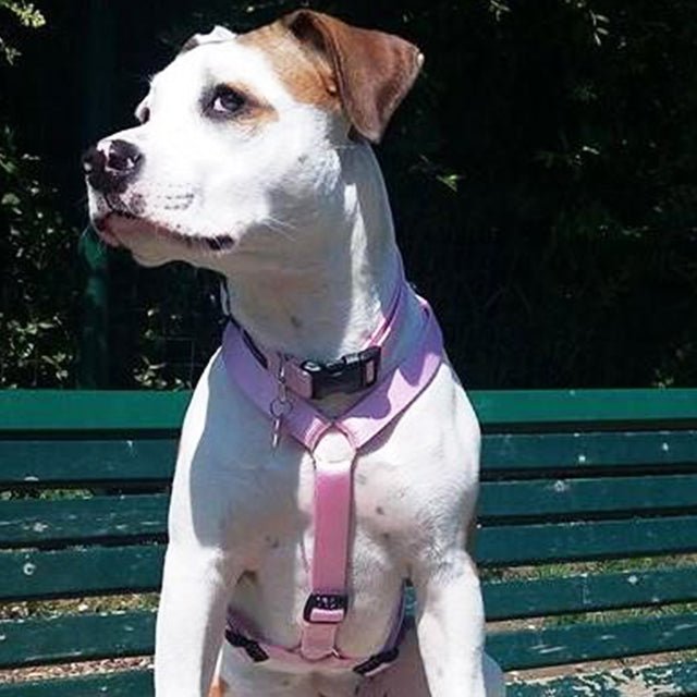 PERROS LIFE 犬用ハーネス パウダーピンク 犬用ハーネス ピンク PERROS パウダーピンク｜女の子に人気の淡色 首を