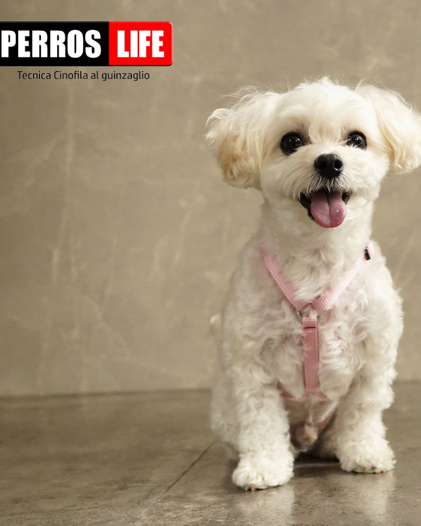 犬用ハーネス PERROS - 獣医師推奨ハーネス 犬の体に負担が少ない｜ペット用首輪・ハーネス　マルチーズ