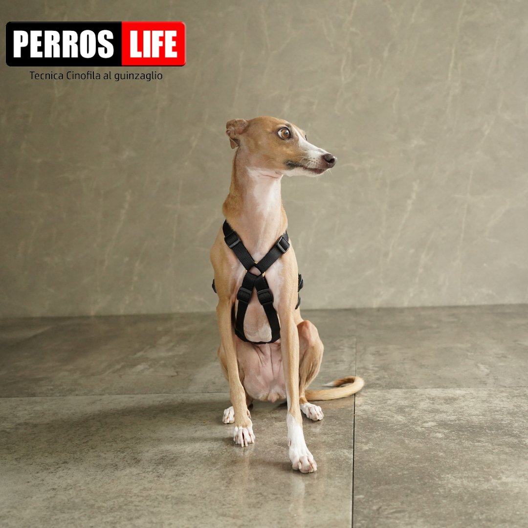 犬用ハーネス PERROS - ドピアッカハーネス 胸深く腹部細い犬/グレーハウンド用 脱走防止｜ペット用ハーネス