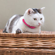 猫用首輪 PERROS - 安全でスタイリッシュ首輪｜ペット・ペット用品>ペット用品>ペット用首輪・ハーネス｜猫用首輪 PERROS - 安全でスタイリッシュな猫用首輪 | 高品質 おしゃれカラー