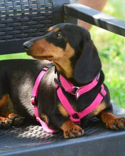 犬用ハーネス PERROS - 獣医師推奨ペルロスハーネス｜ペット用首輪・ハーネス｜体に負担が少ない