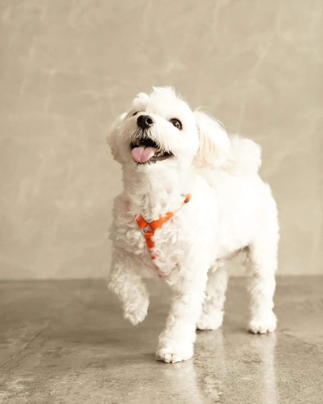 ノーマル（Y型）