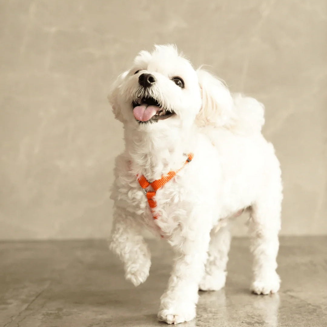 perros-shop-name-264944_2048x2048_d96663ec-d913-4e6c-a274-de626fdb6c8a.webp