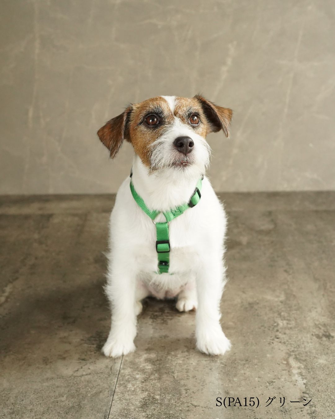 犬用ハーネス PERROS - 獣医師推奨 信頼のペルロスハーネス｜ペット用首輪・ハーネス｜犬用ハーネス PERROS - 獣医師推奨 信頼のペルロスハーネス