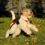 犬ハーネス PERROS - テクニカルハーネス ロッソカラー | 首を通さず簡単装着｜犬用ハーネス