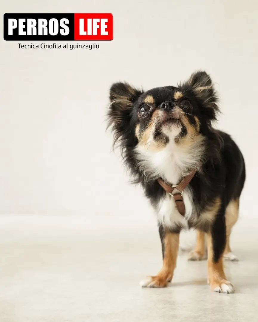 犬用ハーネス PERROS - 獣医師推奨ハーネス 犬の体に負担が少ない｜ペット用首輪・ハーネス　チワワ