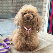 犬ハーネス PERROS - テクニカルハーネス パウダーピンクカラー | 首を通さず簡単装着｜犬用ハーネス｜犬ハーネス PERROS テクニカルハーネス パウダーピンクカラー - Alice's Dog & Catproduct_type