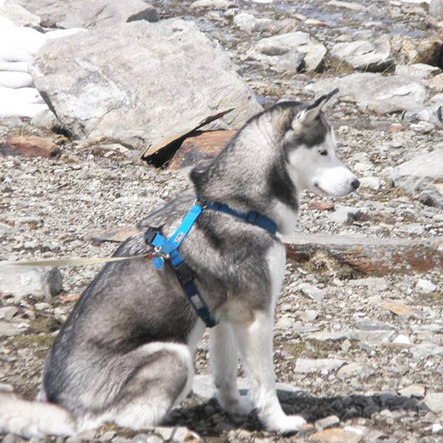 犬用ハーネス PERROS ターコイズ｜首を通さない・イタリア製 獣医師
