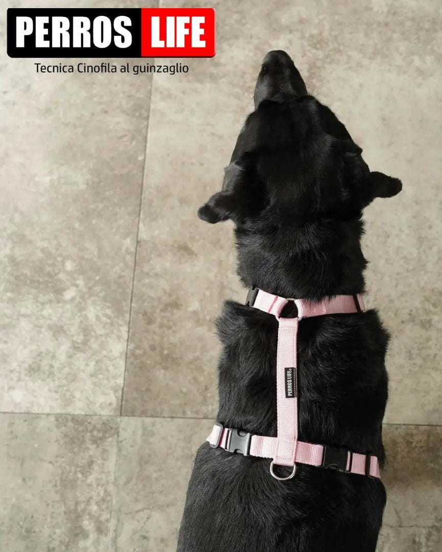 犬用ハーネス PERROS - 獣医師推奨ハーネス 犬の体に負担が少ない｜ペット用首輪・ハーネス　ラブラドール