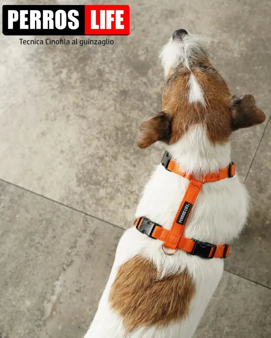 犬用ハーネス PERROS - 獣医師推奨ハーネス 犬の体に負担が少ない｜ペット用首輪・ハーネス　オレンジ