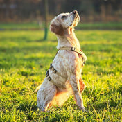 犬用ハーネス PERROS - 胸深く腹部細い犬用ドピアッカハーネス｜ペット用首輪・ハーネス｜犬用ハーネス PERROS - ドピアッカハーネス 胸深く腹部細い犬/グレーハウンド用 脱走防止｜ペット用ハーネス
