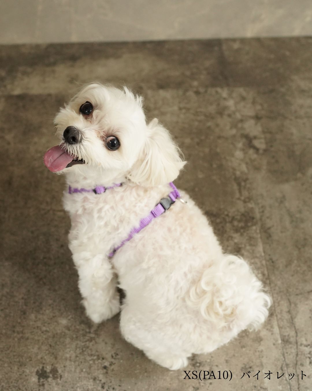 犬用ハーネス PERROS - 獣医師推奨 信頼のペルロスハーネス｜ペット用首輪・ハーネス｜犬用ハーネス PERROS - 獣医師推奨 信頼のペルロスハーネス