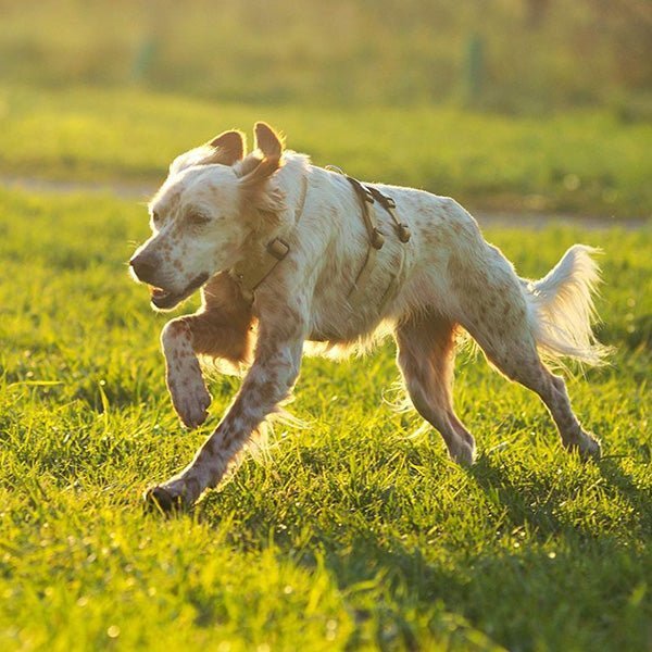 犬用ハーネス PERROS - ドピアッカハーネス 胸深く腹部細い犬/グレーハウンド用｜ペット用首輪・ハーネス