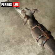 犬用ハーネス PERROS - 胸深く腹部細い犬用ドピアッカハーネス｜ペット用首輪・ハーネス｜