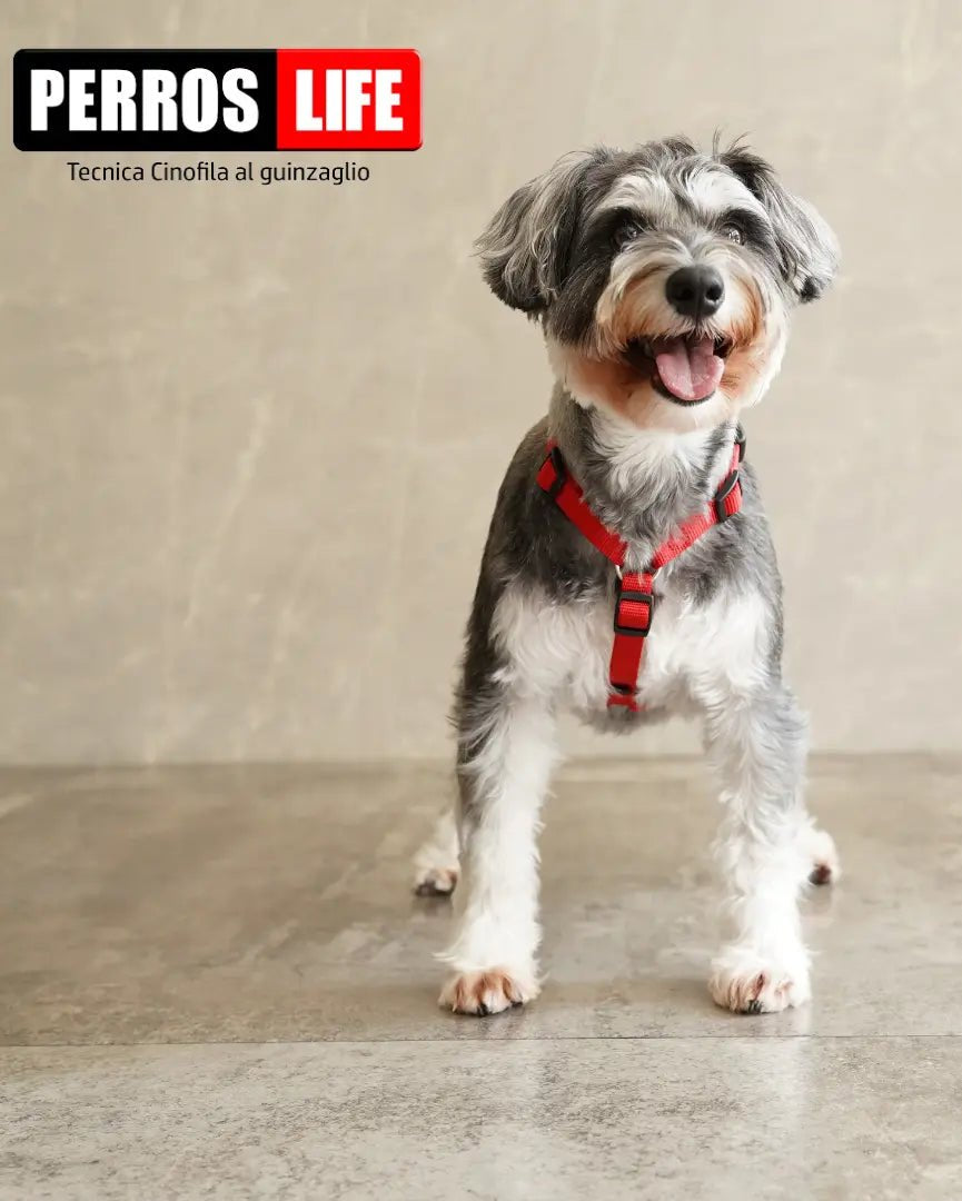 犬用ハーネス PERROS - 獣医師推奨ハーネス 犬の体に負担が少ない｜ペット用首輪・ハーネス　シュナウザー