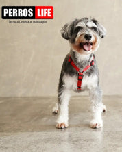 犬用ハーネス PERROS - 獣医師推奨ハーネス 犬の体に負担が少ない｜ペット用首輪・ハーネス　シュナウザー