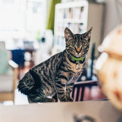 猫用首輪 PERROS - 安全でスタイリッシュ首輪｜ペット・ペット用品>ペット用品>ペット用首輪・ハーネス｜猫用首輪 PERROS - 安全でスタイリッシュな猫用首輪 | 高品質 おしゃれカラー