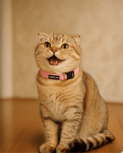 猫用首輪 PERROS - 安全でスタイリッシュ首輪｜ペット・ペット用品>ペット用品>ペット用首輪・ハーネス｜猫用首輪 PERROS - 安全でスタイリッシュ首輪