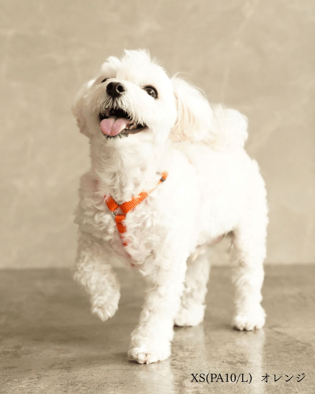 犬用ハーネス PERROS - 獣医師推奨 信頼のペルロスハーネス｜ペット用首輪・ハーネス｜犬用ハーネス PERROS - 獣医師推奨 信頼のペルロスハーネス