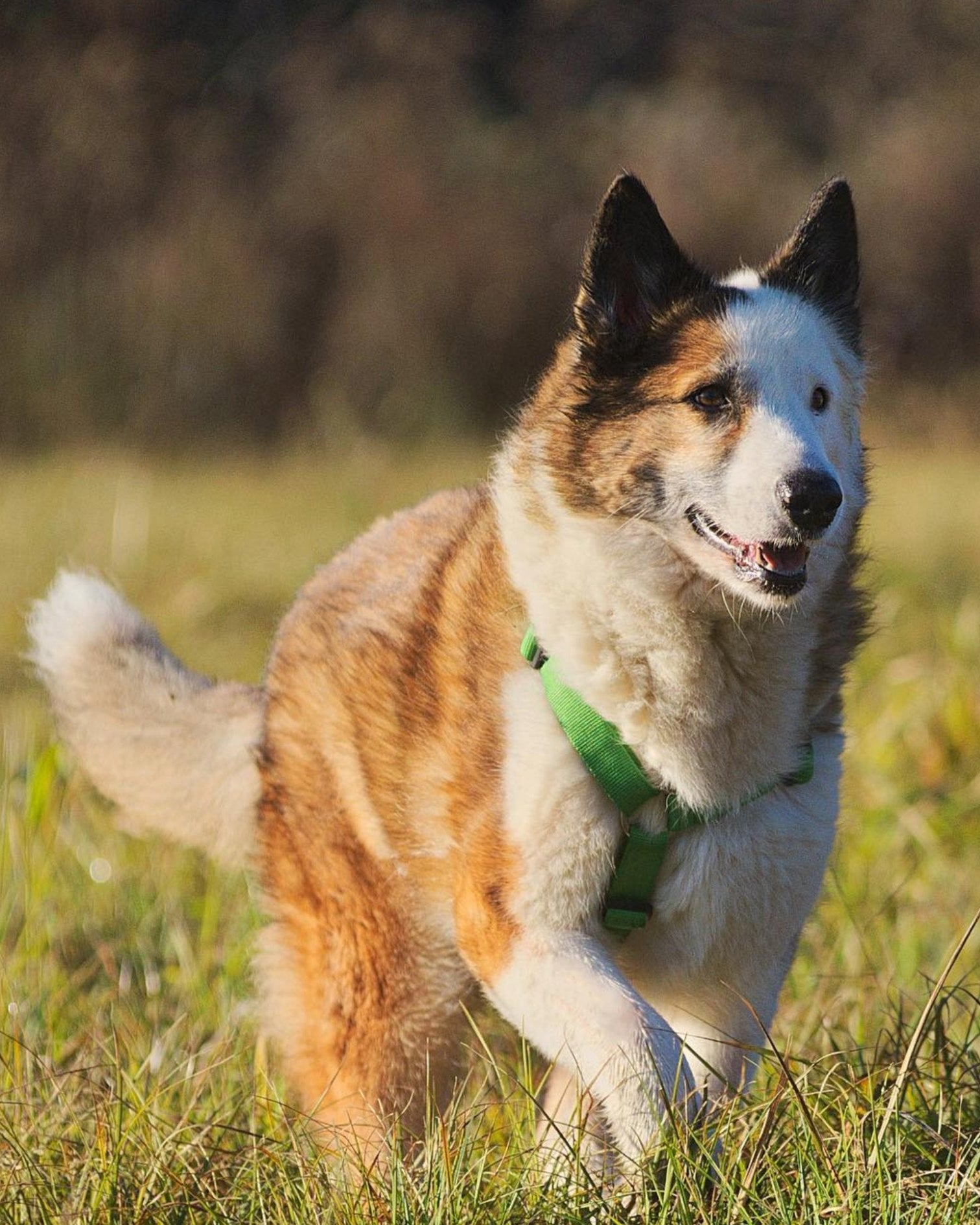 犬用ハーネス PERROS - 獣医師推奨ペルロスハーネス｜ペット用首輪・ハーネス｜体に負担が少ない