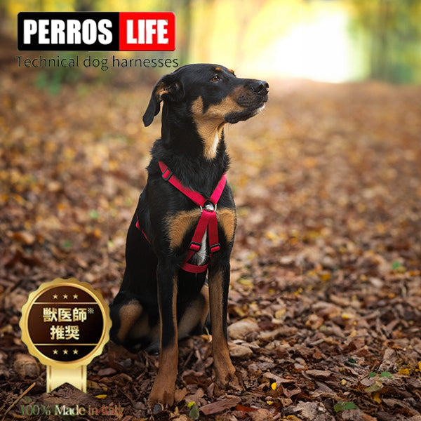 犬用ハーネス PERROS（ペルロス）Xイクスハーネス　胸が厚く丸い犬用