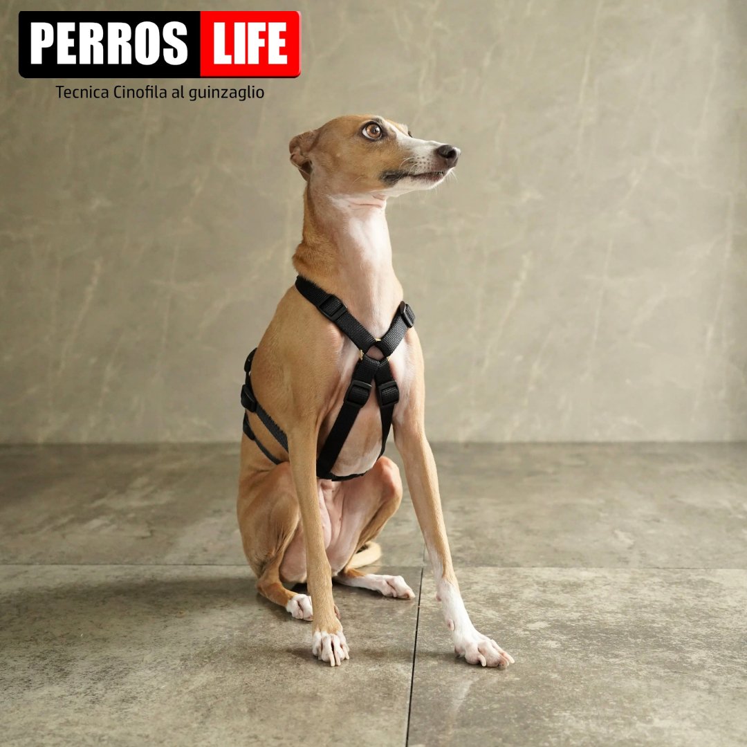 犬用ハーネス PERROS - 胸が厚く丸い犬のXハーネス XS(XH10/L) 犬用ハーネス PERROS｜Xイクスハーネス｜胸が厚く丸い犬用