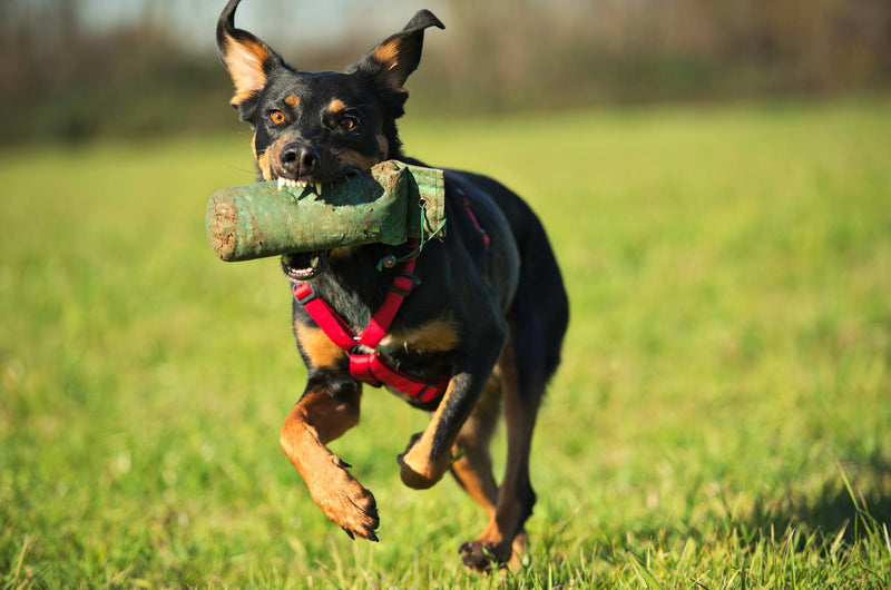 犬用ハーネス PERROS Xハーネス 胸が厚く丸い犬用 - Alice&