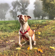 犬用ハーネス PERROS - 胸が厚く丸い犬用のXハーネス｜ペット用首輪・ハーネス｜犬用ハーネス PERROS - 胸が厚く丸い犬用のXハーネス